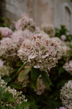 mariage abbaye de blanchelande